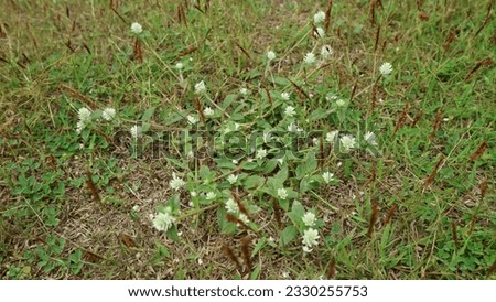 White Clover, clover creeper flower, Trifolium repens flower lawn, meadow, among three leaf green clovers , weed plants among grass field. perennial wildflower. Springtime flowers. 