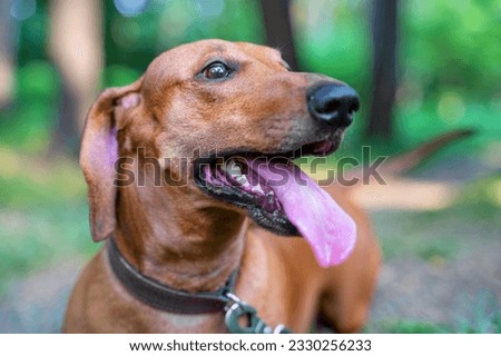 Red dachshund for walks funny stuck out his tongue from heat, physical activity Summer walks with pet, thermoregulation Happy dog walks in park, emotionally greets passers-by joyfully wagging his tail Royalty-Free Stock Photo #2330256233