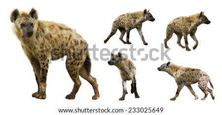 Set of spotted hyenas (Crocuta crocuta). Isolated  over white background   Royalty-Free Stock Photo #233025649