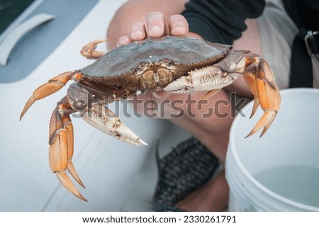 A hand holding one 1 live, freshly caught Dungeness crab. Shell and claws are visible. Royalty-Free Stock Photo #2330261791