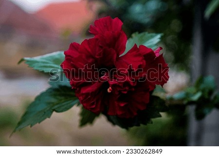 Hibiscus is an ornamental plant originating from East Asia is perfect for decorating our yards