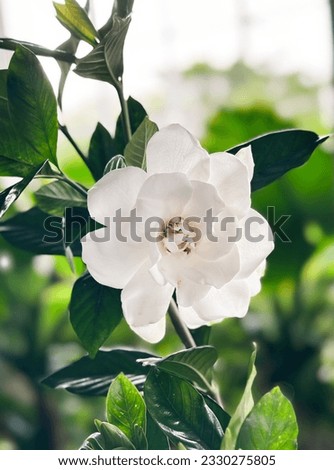 Closeup picture of beautiful white flowers beauty in nature jasmine, 