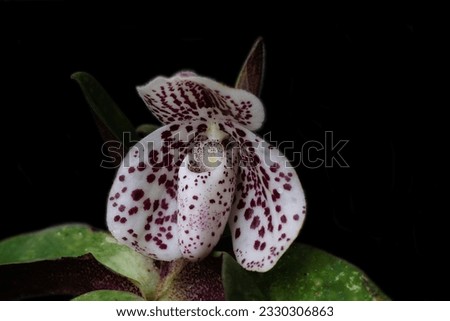 Terrestrial orchid or Paphiopedilum bellatulum (Rchb. f.) Stein are growing on limestone in deep forest in Myanmar.Distributed in Myanmar, Southern China, Laos, Vietnam and Northern Thailand.