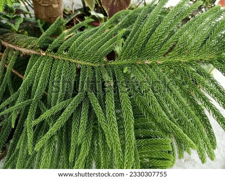 Close up of star pine plant 