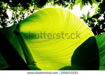 Banana leaf roll, backlight, featuring attractive leaf pattern lines