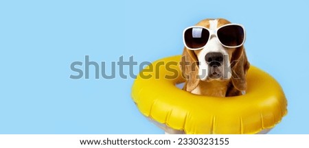 Cute beagle dog wearing sunglasses and a swimming ring on a blue isolated background. The concept of a summer holiday by the sea. Banner. Copy space.