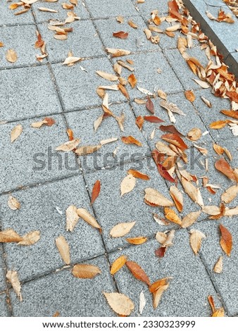 A path in a park with fallen leaves, a maple tree, a picture taken in autumn
