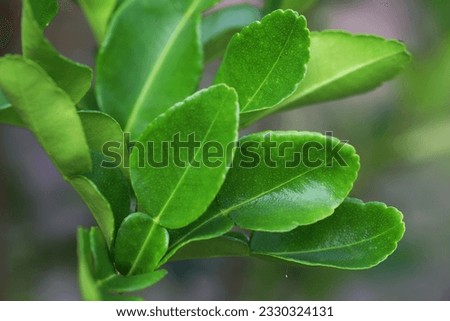 Close up image of beautiful shape of fresh kaffir lime leaves with blurry background