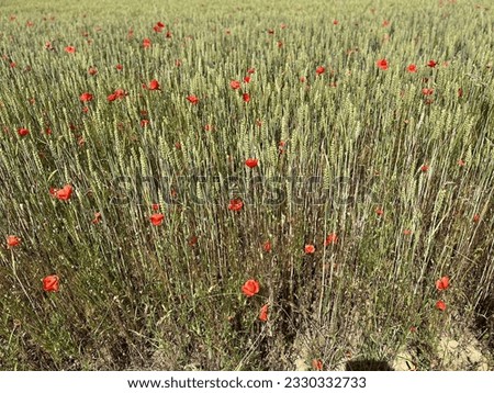 Poppies in Normandy countryside blowing in the wind 
