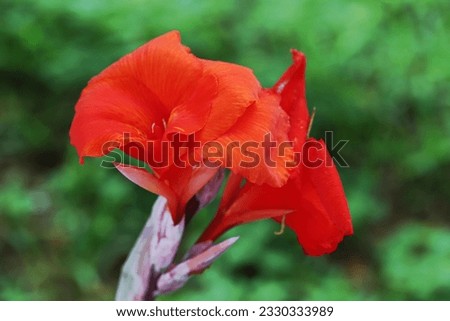 Close up image of blooming orange color canna flowers with blurry green background