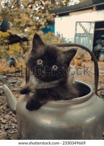 black kitten watching you !