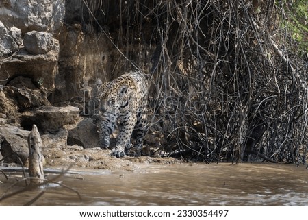 Jaguar walking into the river from behind a curtain of vines