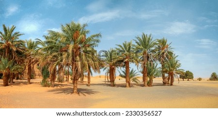 Landscape with palm trees in a desert with sand dunes - General view of the Merzouga hotels district and palms - Merzouga, Sahara, Morocco
