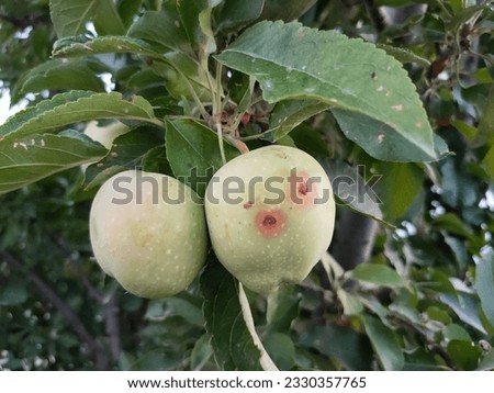 Wormy apples on a branch in the garden close-up. Wormy fruit on an apple tree. Royalty-Free Stock Photo #2330357765