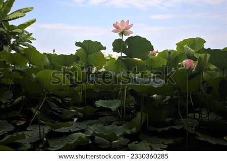 Lotus  flowers and leaves on a lake on a sunny day