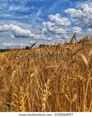 gold field of wheat under blue sky