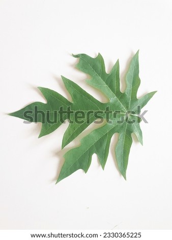 papaya leaf for good pic