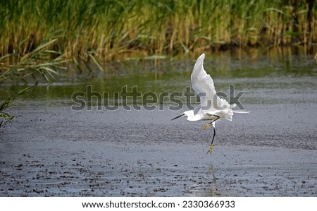 Little egret fishing at the lake
