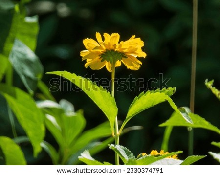 a close-up photo of a yellow flower