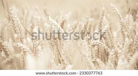 Ripe wheat, cereal field close-up. A blurred calm background of a beige hue with a focus on individual ears.
