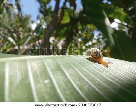 Realistic photo of little snail walked on banana leaf. Realistic photo for wallpaper or design graphic background.