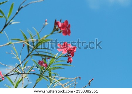 Beautiful pink flowers isolated on blue sky background with space for text concept. Selective focus