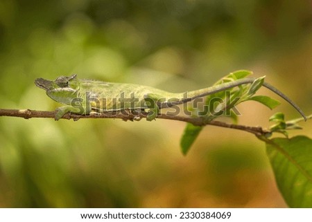 Chameleon in the sun. Lesser chameleon, Furcifer minor, sitting on the tree branch in the nature habitat, Ranomafana NP. Endemic Lizard from Madagascar. 
