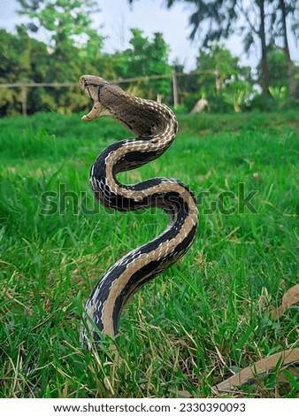Snakes are elongated, limbless, carnivorous reptiles of the suborder Serpentes.[2] Like all other squamates, snakes are ectothermic, amniote vertebrates covered in overlapping scales. Royalty-Free Stock Photo #2330390093