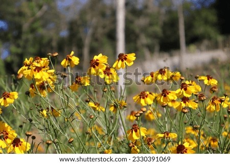 Plains coreopsis at Sirao Garden, one of the tourist spot in Cebu