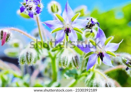 Beautiful Madonna blue edible flowers, borage, with star-shaped flowers opening downwards against a blue sky outdoors.