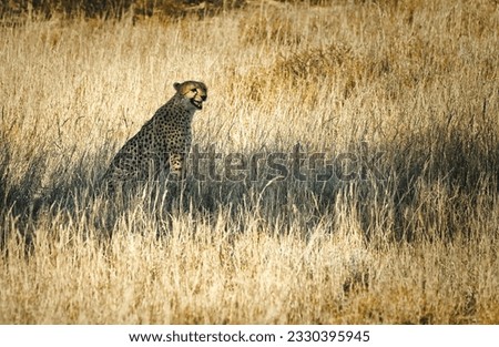 Cheetah roaming at Africa savanna looking for prey