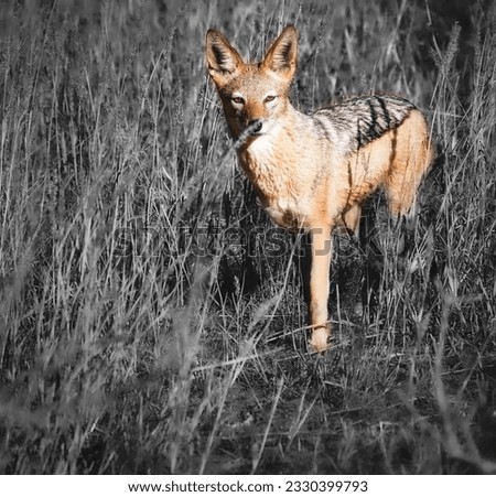 One of the common predator of Africa, Jackal with Africa savanna background   