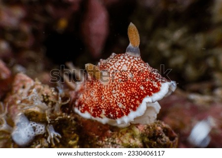 Sea Slug, Nudibranch or Nudi. A little lovely creatures on Night Dive in Coron and Malapascua Philippines