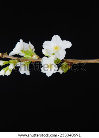 Cherry blossom branch-black background