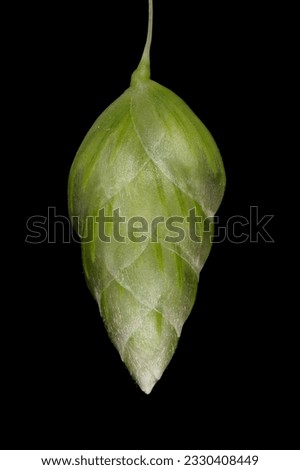 Greater Quaking Grass (Briza maxima). Immature Spikelet Closeup Royalty-Free Stock Photo #2330408449