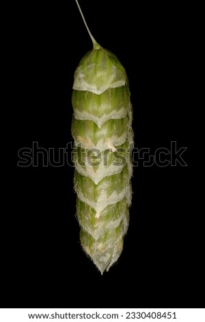 Greater Quaking Grass (Briza maxima). Spikelet Closeup Royalty-Free Stock Photo #2330408451