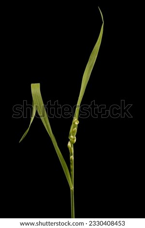 Greater Quaking Grass (Briza maxima). Opening Inflorescence Closeup Royalty-Free Stock Photo #2330408453
