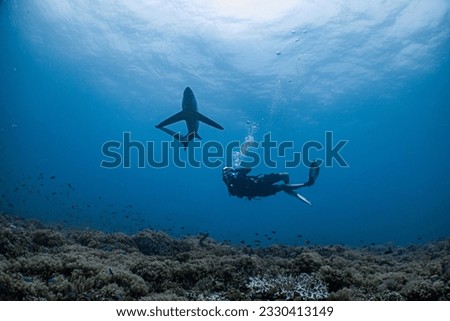 Diving with Long tailed Shark or Thresher Shark in Malapascua Philippines