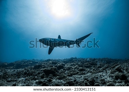 Diving with Long tailed Shark or Thresher Shark in Malapascua Philippines