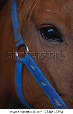 Close shot for horse head and profile, horse checking