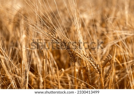 Background of rye grass with 