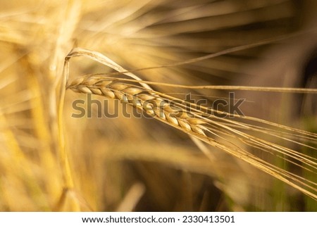 Close view of rye spikelet, shallow depth of field