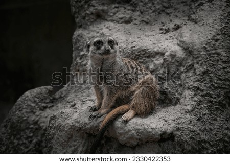 Close up of a Meerkat sitting on a rock