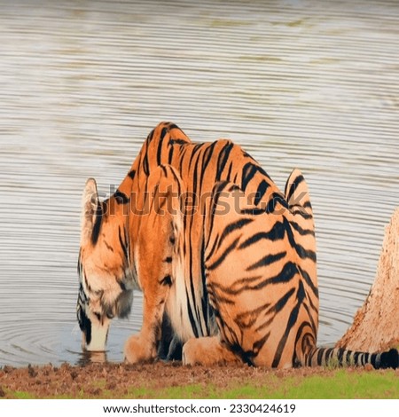 Picture of  Tiger drinking water