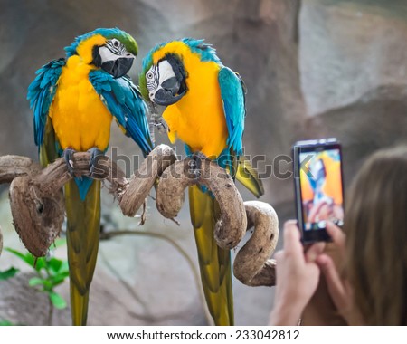 Tourists take pictures Macaw parrots