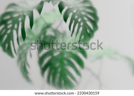 Tropical monstera plant behind frosted glass. Abstract botanical background with green foliage. Asian indoor garden with palm tree wallpaper.  Royalty-Free Stock Photo #2330430159