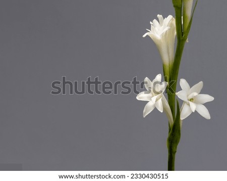 White tuberose flower , white lily on gray background 
