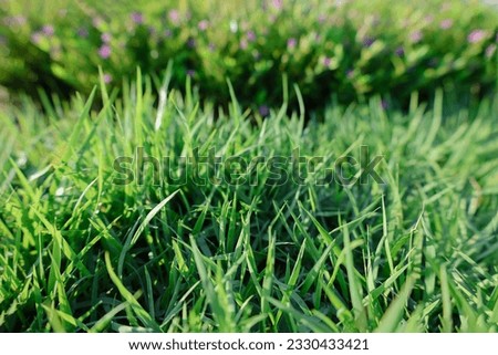 Grass on the field as a background
