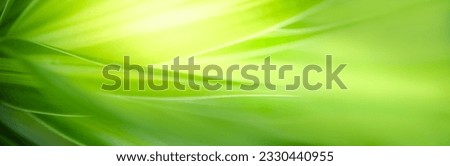 Nature of green leaf in garden at summer. Natural green leaves plants using as spring background cover page greenery environment ecology lime green wallpaper Royalty-Free Stock Photo #2330440955