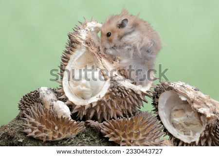 A male Syrian golden hamster is eating a durian that has fallen to the ground. This rodent has the scientific name Mesocricetus auratus.